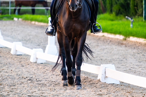 Equestrianism is not only a competitive sport but also a form of artistic expression and a means to connect with nature through interaction with horses.