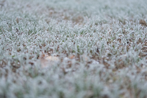 Frozen grass. Winter background, morning frost on the grass with copy space. Cold season, springtime. Mowed lawn covered with ice and hoarfrost. Green grass freezes with pieces of snow on the field
