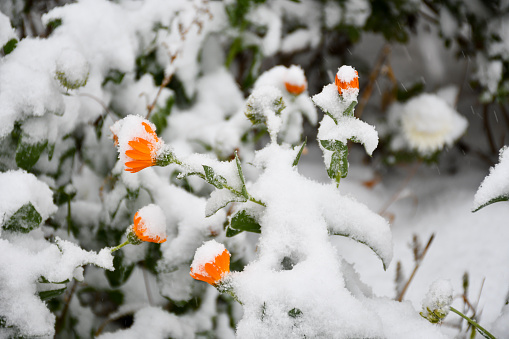 Orange flowers covered with snow, winter background