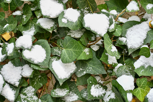 Ivy leaves and snow on the wall, winter background