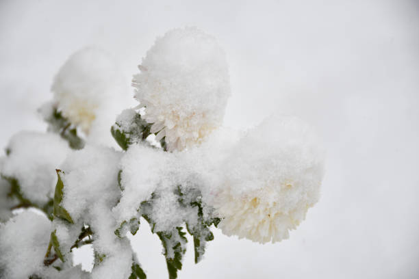 Snow white chrysanthemum flowers