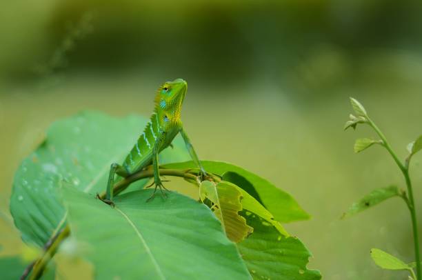 istock Adorable green Maned calote (Bronchocela jubata) perched atop a leaf in a grassy field 1818254642