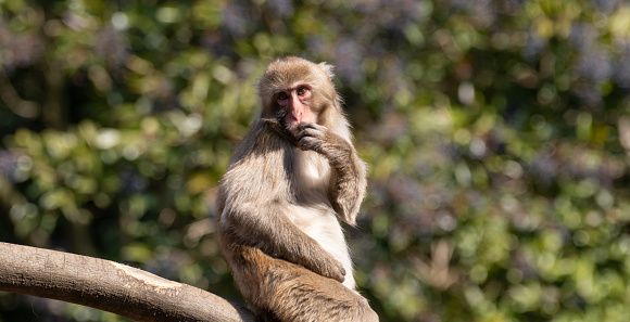 Pair of toque macaque sitting beside the road outside the city called Ella in the Uva Province in Sri Lanka. The toque macaque is a \