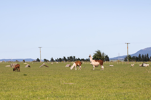 Llamas graze in a meadow in New Zealand. Wild and domestic animals.