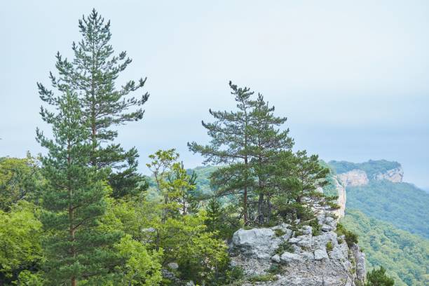 istock Summer mountain landscape. Tree on background of mountain landscape 1818280735