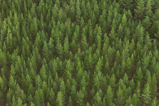 Aerial view of a forest of young pine trees.