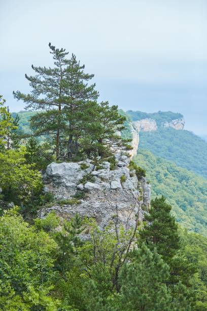 istock Summer mountain landscape. Tree on background of mountain landscape 1818283389
