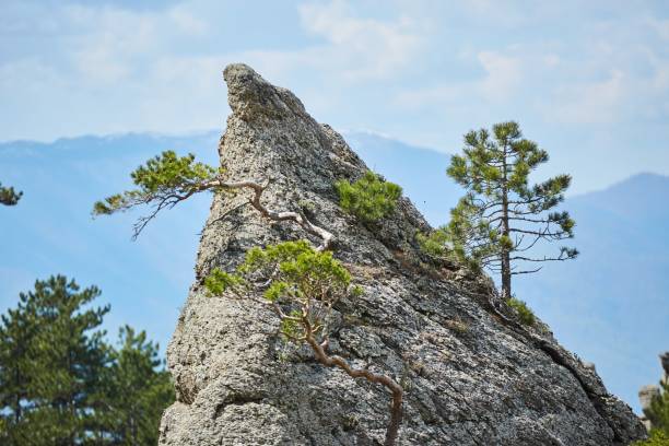 istock Summer mountain landscape. Tree on background of mountain landscape 1818285639