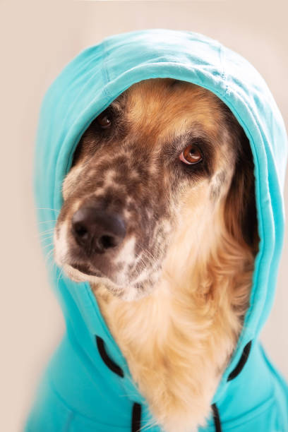 istock Big dog wearing bright blue hood 1818286758