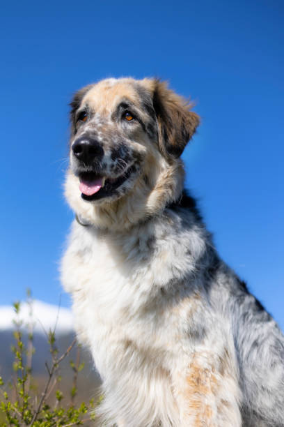 istock Big fluffy dog, sky and snow mountains view 1818287294