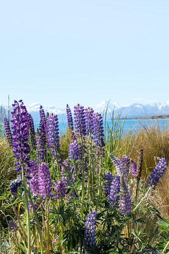 A beautiful landscape of blooming lupines, a lake and snowy mountains. Spring in New Zealand, Lake Tekapo. The concept of travel