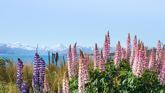 A beautiful landscape of blooming lupines, a lake and snowy mountains. Spring in New Zealand, Lake Tekapo. The concept of travel