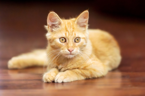 Portrait of lying playful ginger cat kitten on the floor, indoors