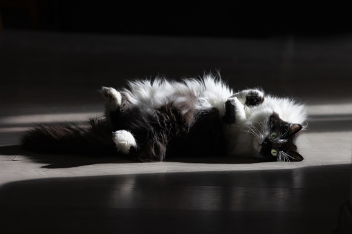 Fluffy black and white cat lying on the floor and basking in the sun