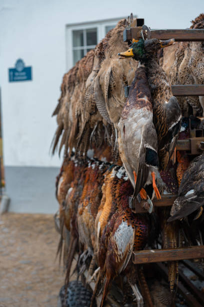 faisão e pato caçando pássaros na escandinávia durante o final do outono, caçadores vendendo as aves em um mercado local. - hunting pheasant duck hunting bird - fotografias e filmes do acervo