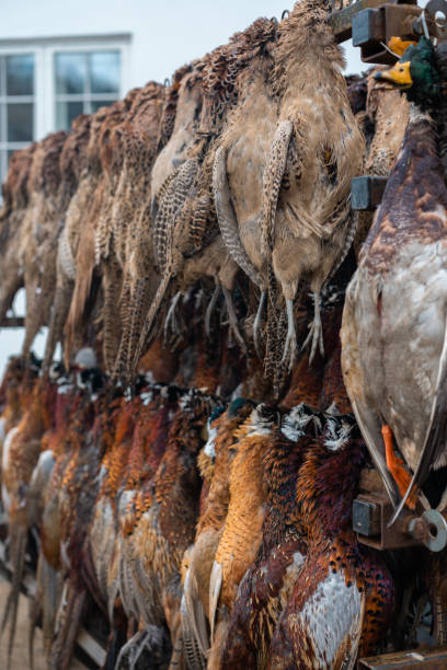 pheasant and duck bird hunting in scandinavia during late autumn, hunters selling the birds at a local market. - hunting pheasant duck hunting bird imagens e fotografias de stock