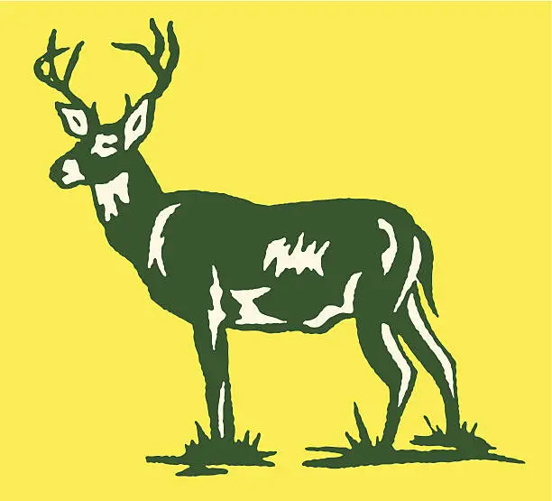 Vector illustration of Standing Deer with Large Antlers