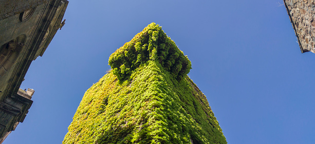 Sande Tower, Medieval old palace house covered in green Virginia creeper, Caceres, Extremadura, Spain