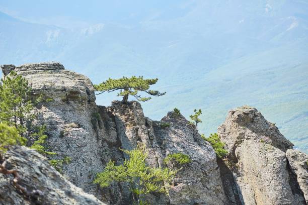 istock Summer mountain landscape. Tree on background of mountain landscape 1818308182