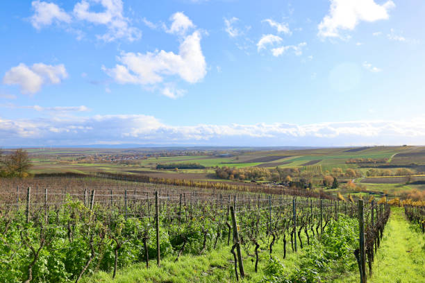 istock Nature Tree River Landscape Sky Blue Sun Winery Scooter 1818308597