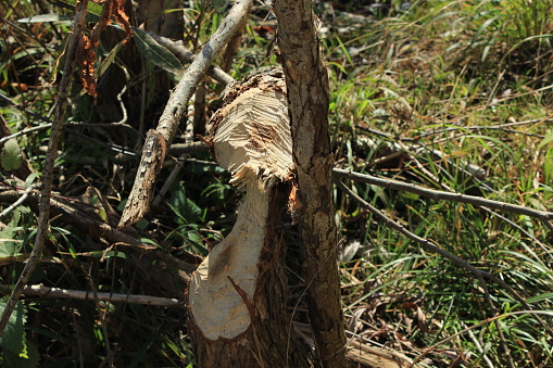A tree gnawed by beavers in the area near a mountain stream
