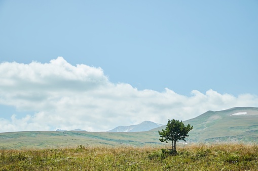 Summer mountain landscape. Tree on background of mountain landscape