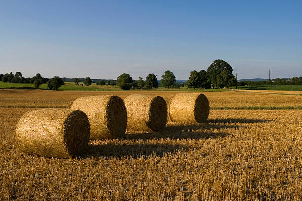 Straw bales in a field stock photo