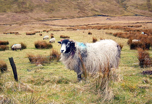 istock sheep in the mourne mountains 181831662