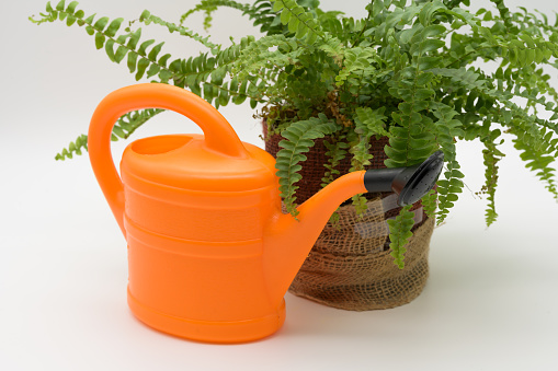 Orange watering can in front of fern isolated on a white background