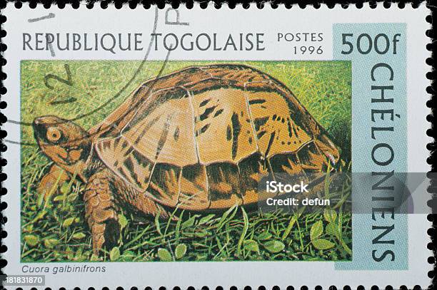 Zwierzę Gad Turtle - zdjęcia stockowe i więcej obrazów 1996 - 1996, Bliskie zbliżenie, Czołgać się