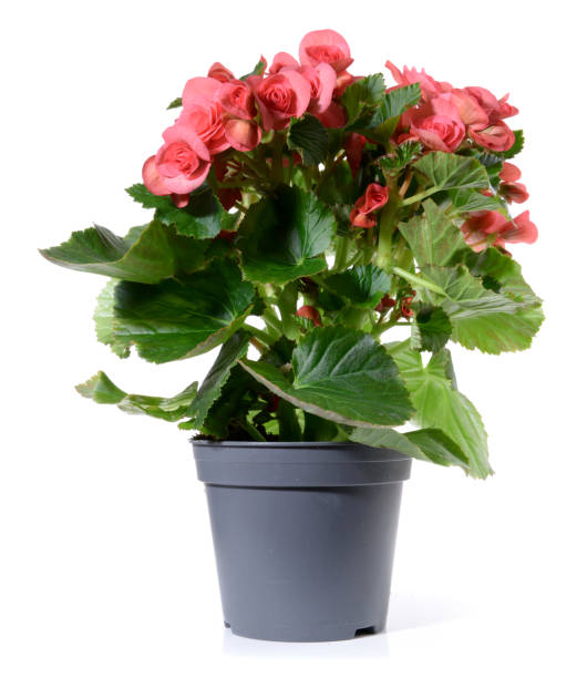 istock Begonia Flower in a Pot - Red Blossom isolated on white Background 1818319023