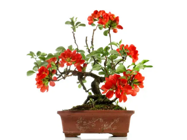 Photo of Quince Bonsai with red Blossoms in a Brick Pot isolated on white Background
