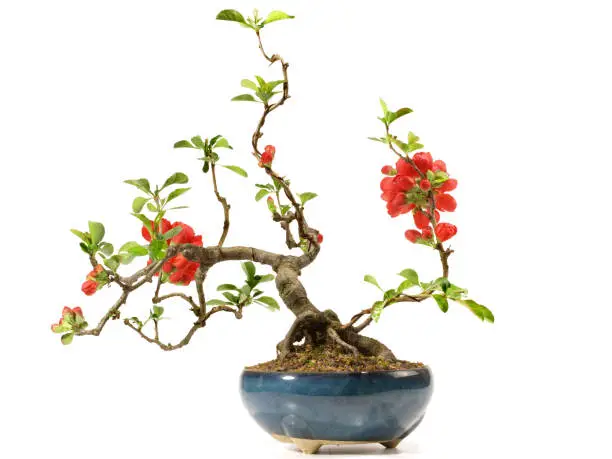 Photo of Quince Bonsai with Blossoms on white Background