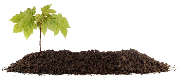 Soil Banner side view isolated on white background with small Tree - Panorama