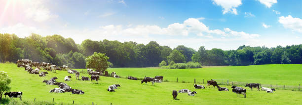 istock Cows on a Field in Summertime - Panorama 1818320766
