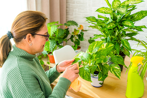 Woman cleaning potted plant leaves with a rag