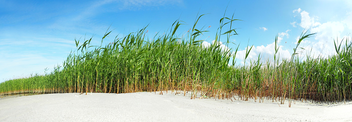 landscape of green grass on the beach