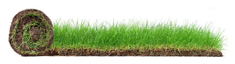 Rolling Lawn Panorama with growing Grass isolated on white Background