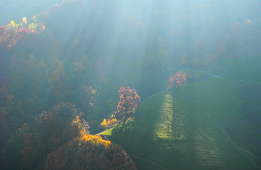 Black Forest - Light Rays