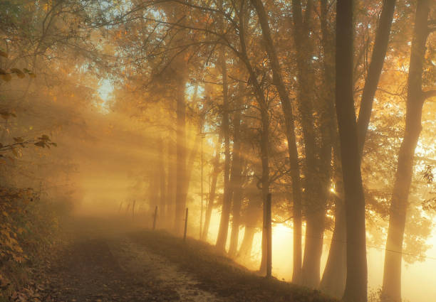 istock Black Forest in Autumn - Evening Sun Rays shining through the Trees 1818323003