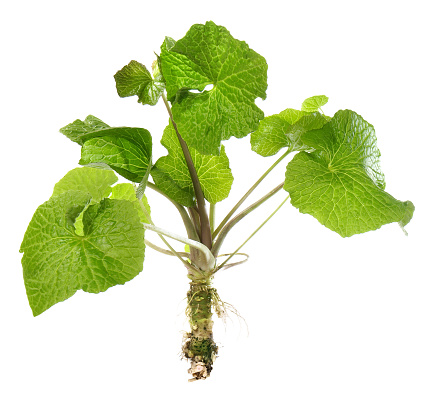 Wasabi Plant with Leaves and Root on white Background