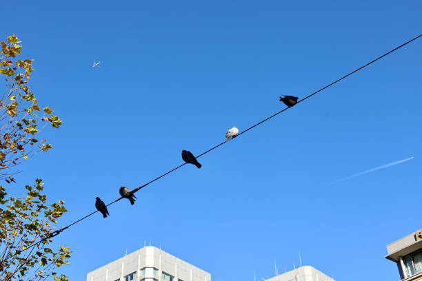 Pigeons Wire Electricity Mainz Germany