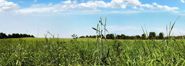 istock Meadow Panorama in Summertime with yellow Blossoms 1818324106