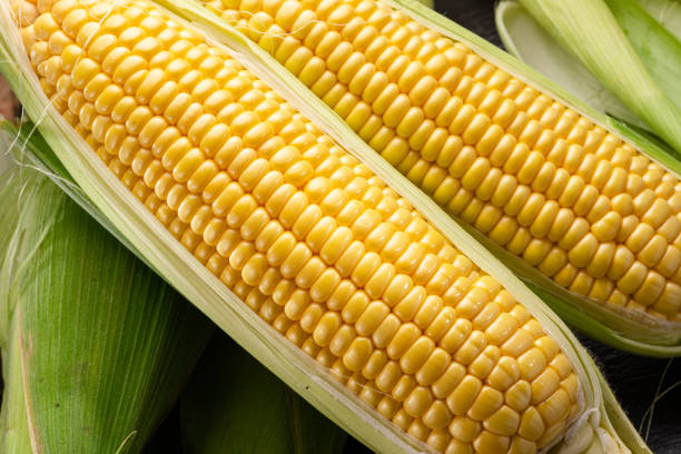 istock Ripe corn heads with corn whiskers and leaves. Nice vegetable cooking background for your projects. 1818326897