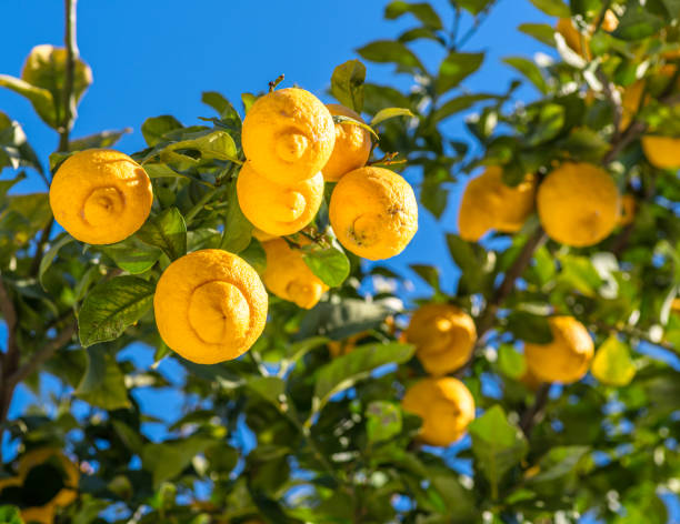 istock Ripe lemon fruits on lemon tree and blue sky at the background. 1818326931