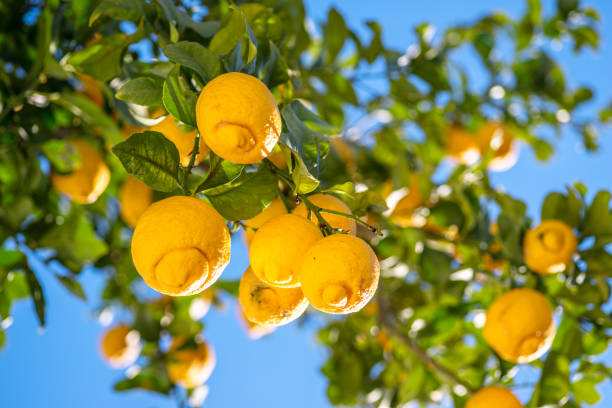 istock Ripe lemon fruits on lemon tree and blue sky at the background. View below. 1818327037