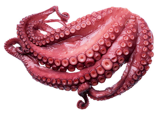 istock Prepared octopus on white background. Delicacy food. File contains clipping path. 1818327462