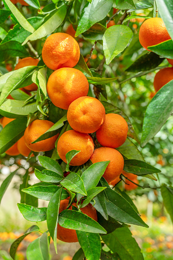 Ripe orange fruits on orange tree between lush foliage. View from below.