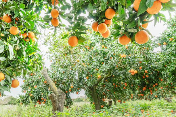 istock Orange trees or citrus sinensis almost covered with oranges. Great harvest in the orchard. 1818327909