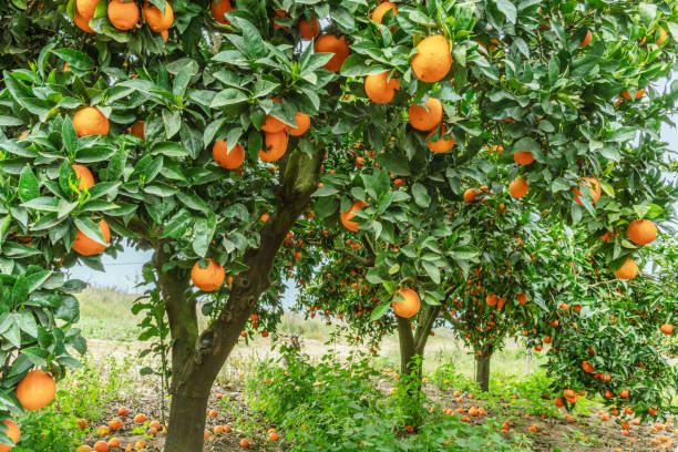 istock Orange trees or citrus sinensis almost covered with oranges. Great harvest in the orchard. 1818327991